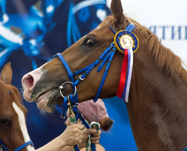 Πιατιγκόρσκ Ρωσία Ιουνίου 2018 Horse Racing Για Βραβείο Της Caucas — Φωτογραφία Αρχείου