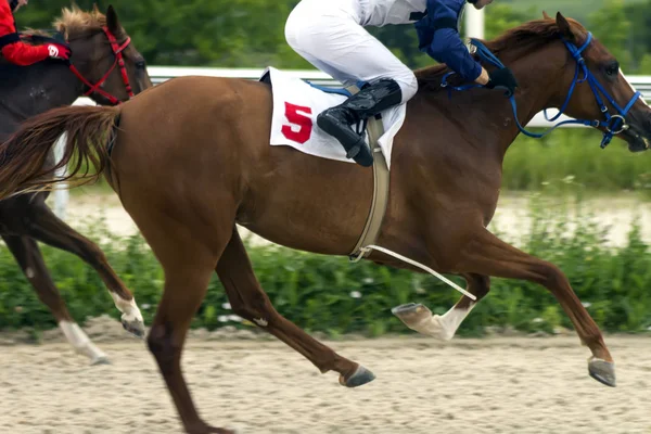 Courses de chevaux pour le prix des Letni à Pyatigorsk . — Photo