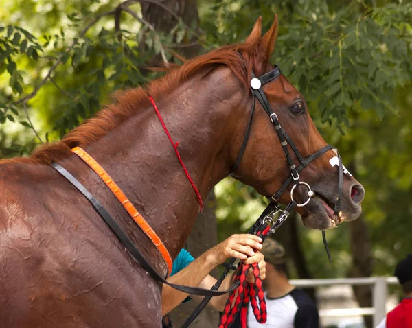 Portret Van Een Volbloed Paard Paardenrennen — Stockfoto