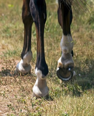 Önde gelen at kum parça yürüyüş.
