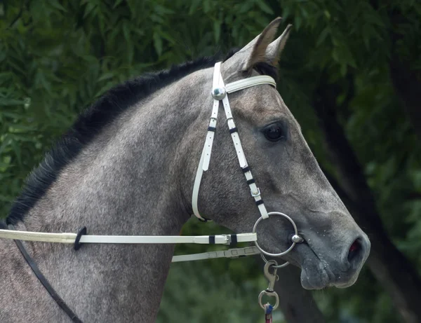 Grey Arabian Horse Stallion Portrait Northern Caucasus — Stock Photo, Image
