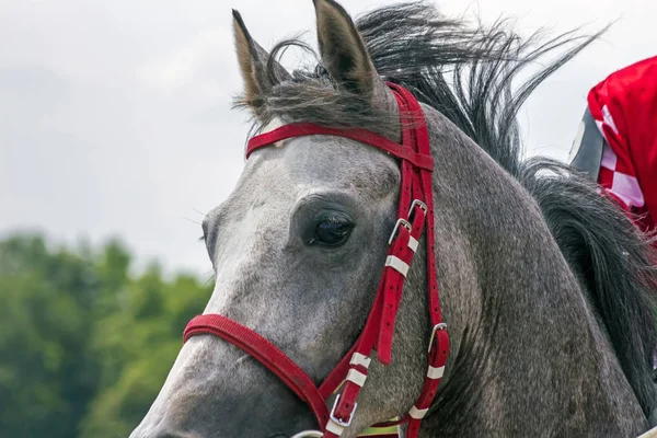 Retrato Égua Cavalo Árabe Cinza — Fotografia de Stock