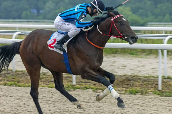 Pyatigorsk Rússia Julho 2018 Corrida Cavalos Para Prêmio Ogranichitelni Pyatigorsk — Fotografia de Stock