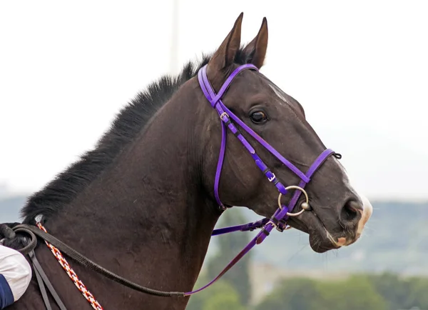 Brown Akhal Teke Horse Stallion Portrait Northern Caucasus — Stock Photo, Image