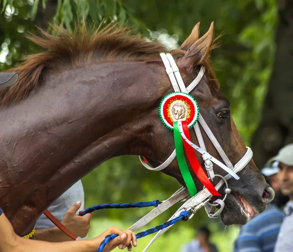 Pyatigorsk Russia Luglio 2018 Vincitore Del Premio Del Primo Presidente — Foto Stock