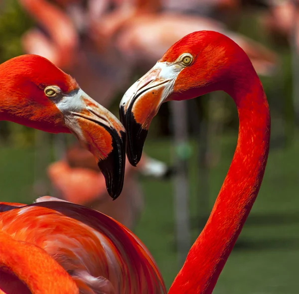 Flamingo Onverwachte Ontmoeting Californië Verenigde Staten — Stockfoto