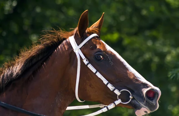 Portret van een bruin paard. — Stockfoto