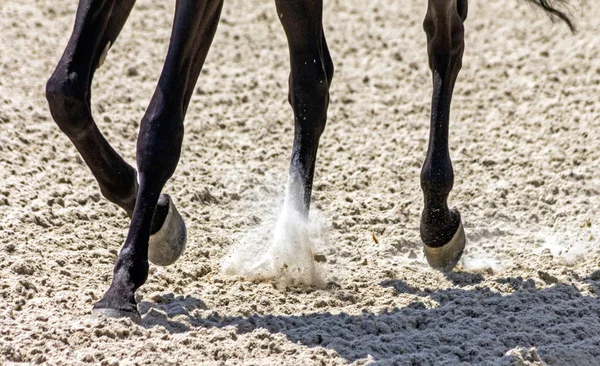 Cavalo Chumbo Caminhando Longo Pista Areia — Fotografia de Stock