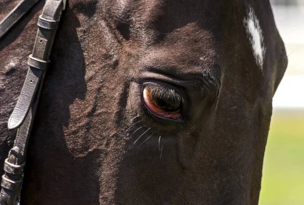 Close-up van bruin paard. — Stockfoto