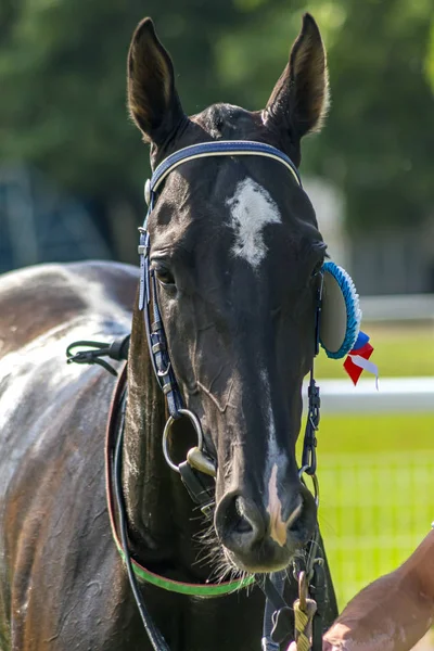 Pyatigorsk Oroszország Augusztus 2018 Winner Gelishikli Díjat Racing Raven Ahal — Stock Fotó