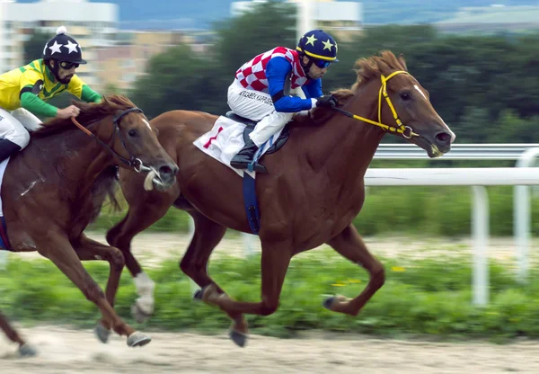 Pyatigorsk Rusia Agosto 2018 Carreras Caballos Por Premio Ogranichitelni Hipódromo — Foto de Stock