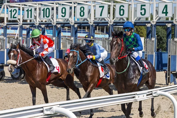 Pyatigorsk Russia August 2018 Start Horse Racing Prize Ogranichitelni Pyatigorsk — стоковое фото