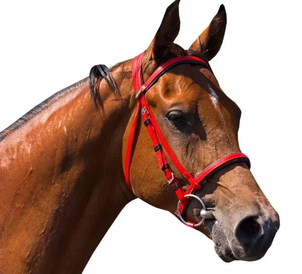 Portrait of a arabian red horse. — Stock Photo, Image