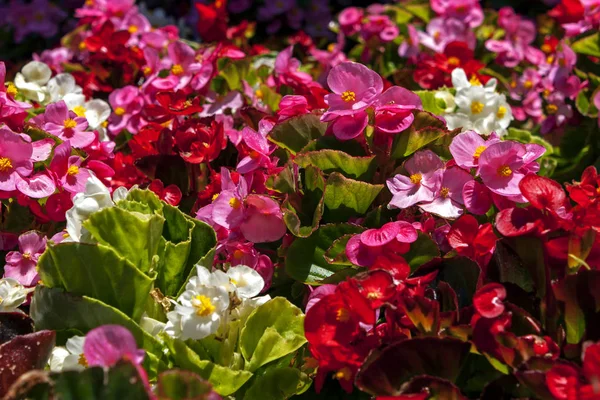 サンディエゴの公園の花壇に色とりどりの花の美しい — ストック写真