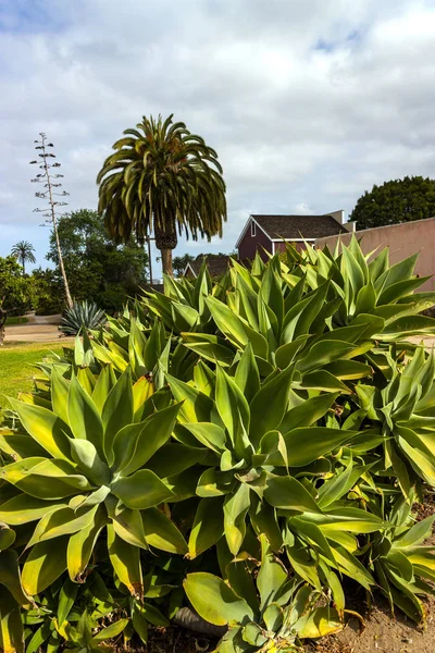 Kalifornische Landschaft Hautnah Park Der Altstadt San Diego — Stockfoto