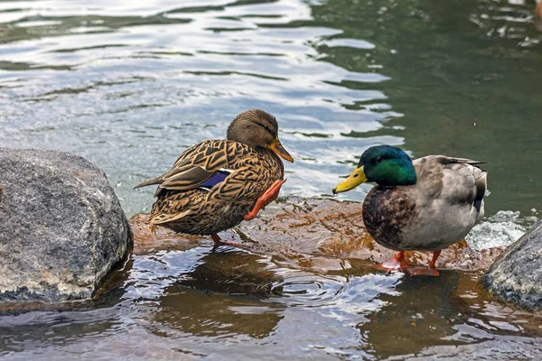 Pair Ducks Pond — Stock Photo, Image
