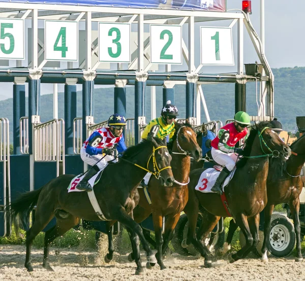 Pyatigorsk Rusia Septiembre 2018 Comenzar Las Carreras Caballos Para Premio — Foto de Stock