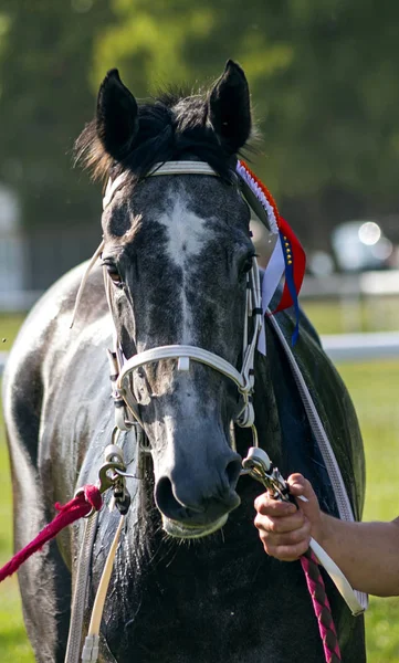 Portrét Plnokrevného Koně Závodě — Stock fotografie