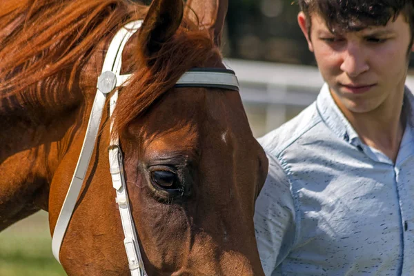 Groom and his horse — Stock Photo, Image