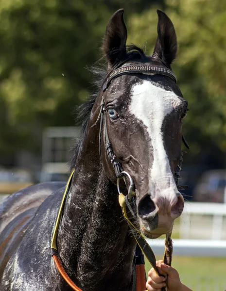 Portrait Akhal Teke Horse Race — Stock Photo, Image