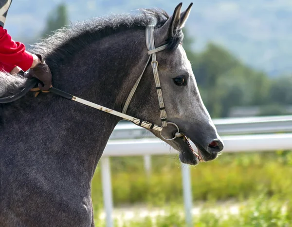 Retrato de um cavalo árabe. — Fotografia de Stock