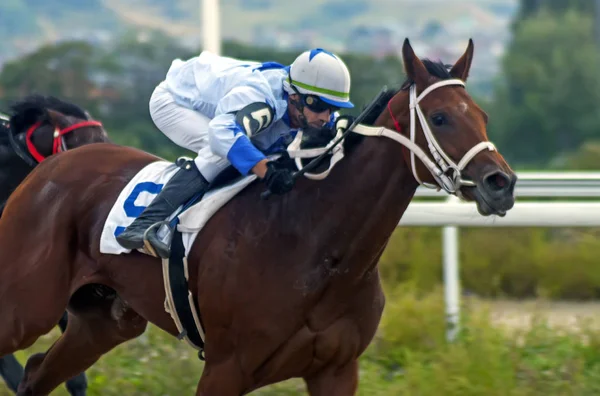 2018 Horse Pyatigorsk Rússia Setembro Pelo Prêmio Stilistiki Corrida Hipódromo — Fotografia de Stock