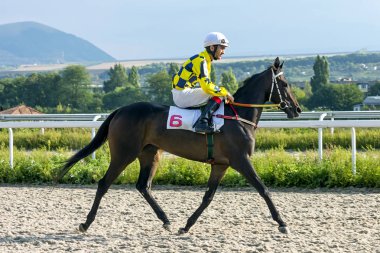 Pyatigorsk, Rusya Federasyonu - 16 Eylül 2018: at yarışı için belgili tanımlık ödül Klyukovsky Pyatigorsk Hippodrome,Russia.Master üzerinde onuruna jokey önce Hatkov Rizuan ve kahverengi aygır.