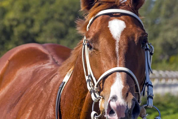 Retrato Del Caballo Pura Sangre Inglés —  Fotos de Stock