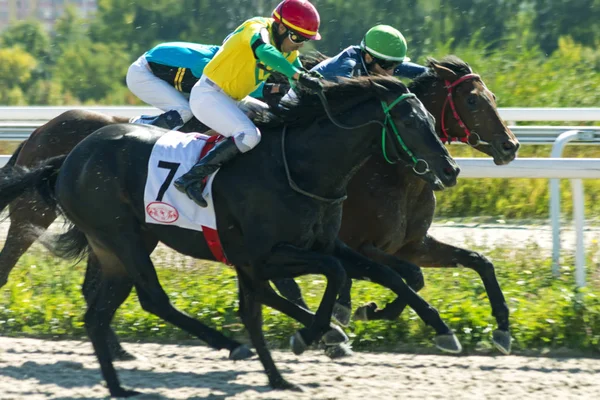 Pyatigorsk Ryssland September 2018 Horse Race För Priset Ogranichitelni Pyatigorsk — Stockfoto