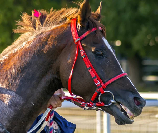 Portrait Red Arab Stallion Sarbon Russia — Stock Photo, Image