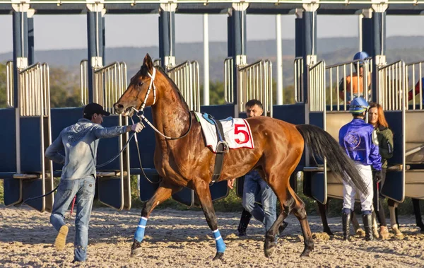 Pyatigorsk Rusia Septiembre 2018 Antes Carrera Caballos Para Premio Despedida —  Fotos de Stock