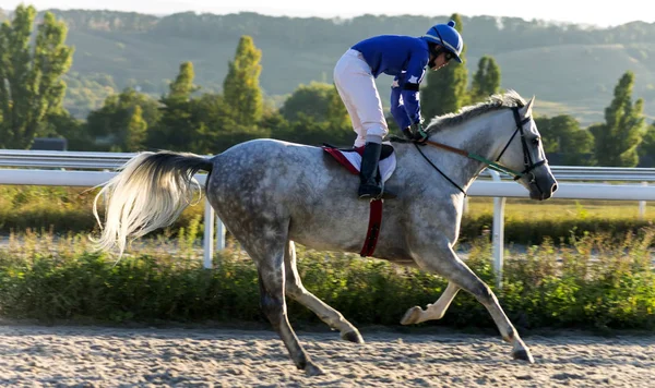 Pyatigorsk Rusia Septiembre 2018 Antes Carrera Caballos Para Premio Despedida —  Fotos de Stock