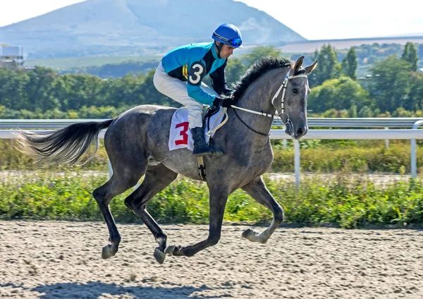 Pyatigorsk Russia September 2018 Horse Race Prize Farewell Pyatigorsk Hippodrome — Stock Photo, Image