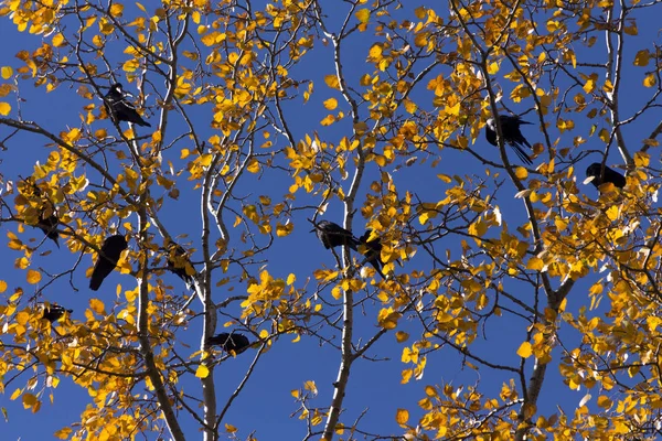 Aves Ramas Árboles Cielo Azul —  Fotos de Stock