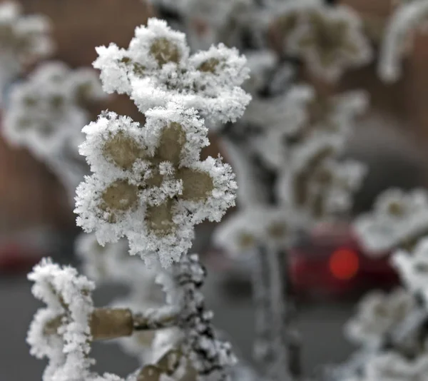Pflanzen Und Blumen Winter Mit Schnee Bedeckt — Stockfoto