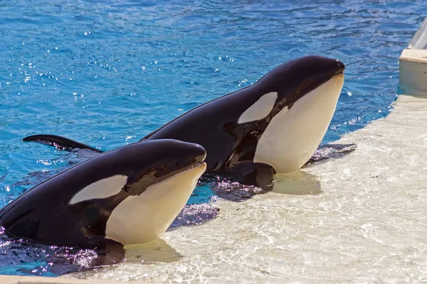 Two Killer Whale Water — Stock Photo, Image