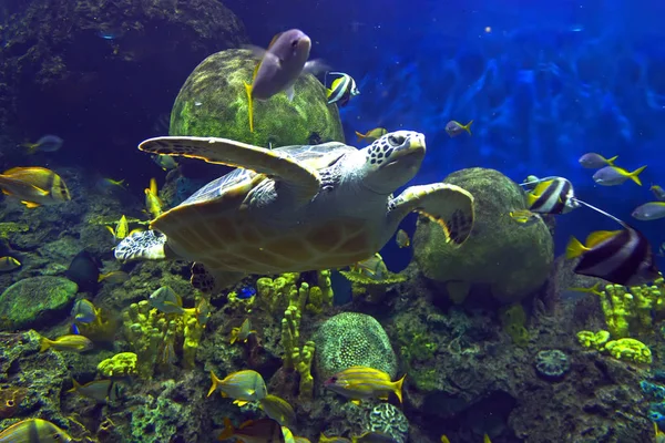 Une Grande Tortue Mer Nageant Sous Eau Californie — Photo