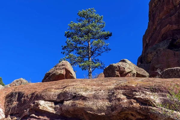 Roter Fels Mit Kiefern Herbsttag Colorado America — Stockfoto