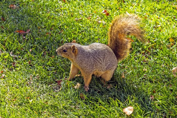 Eichhörnchen Seitenblick Auf Das Grüne Gras Park Von Denver — Stockfoto