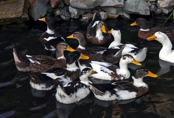 Grupo Patos Agua — Foto de Stock