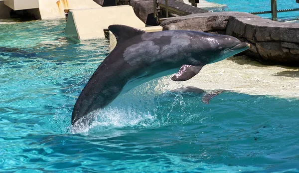 Beautiful Dolphin Jumping California America — стоковое фото