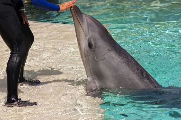 Dolphin Interacts Its Trainer Aquarium San Diego California — Stock Photo, Image