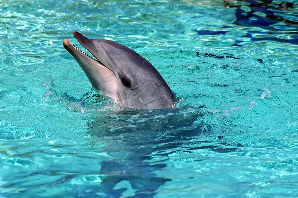 Улыбающаяся Бутылка Дельфин Голубой Воде — стоковое фото