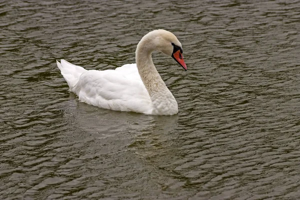 White Swan Swimming Pond — Stock Photo, Image