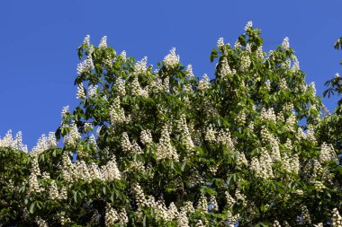 Kuzey Kafkasya üzerinde at - kestane bloom bahar sezonu.