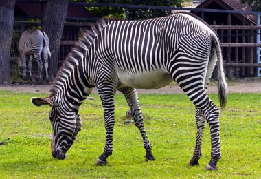 Zebra, ünlü Moskova hayvanat bahçesine yakın çekim yapıyor..
