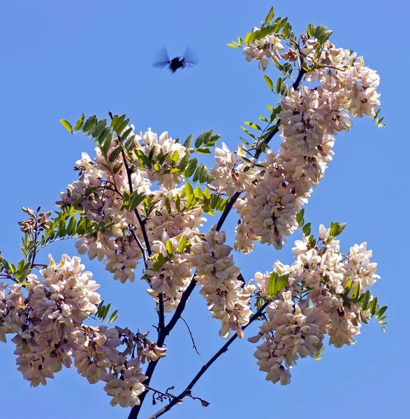 Een Aftakking Van Een Acacia Boom — Stockfoto