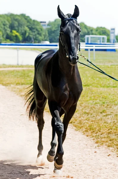 Portrét akhal-teke koně. — Stock fotografie