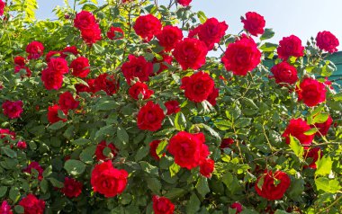 Bahçe kırmızı gül.