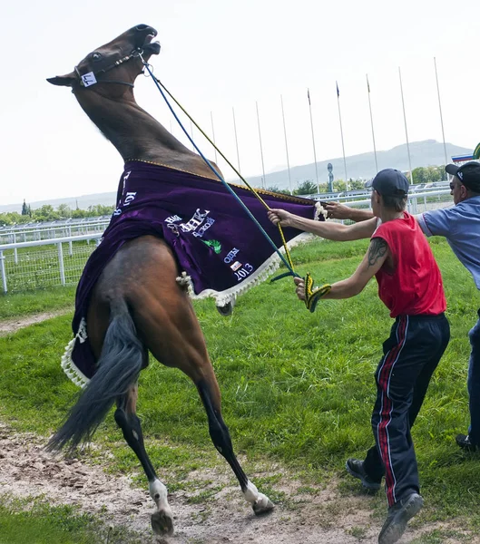 Cavallo cattivo primo piano . — Foto Stock